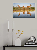 Nyalas at the pond Poster och Canvastavla