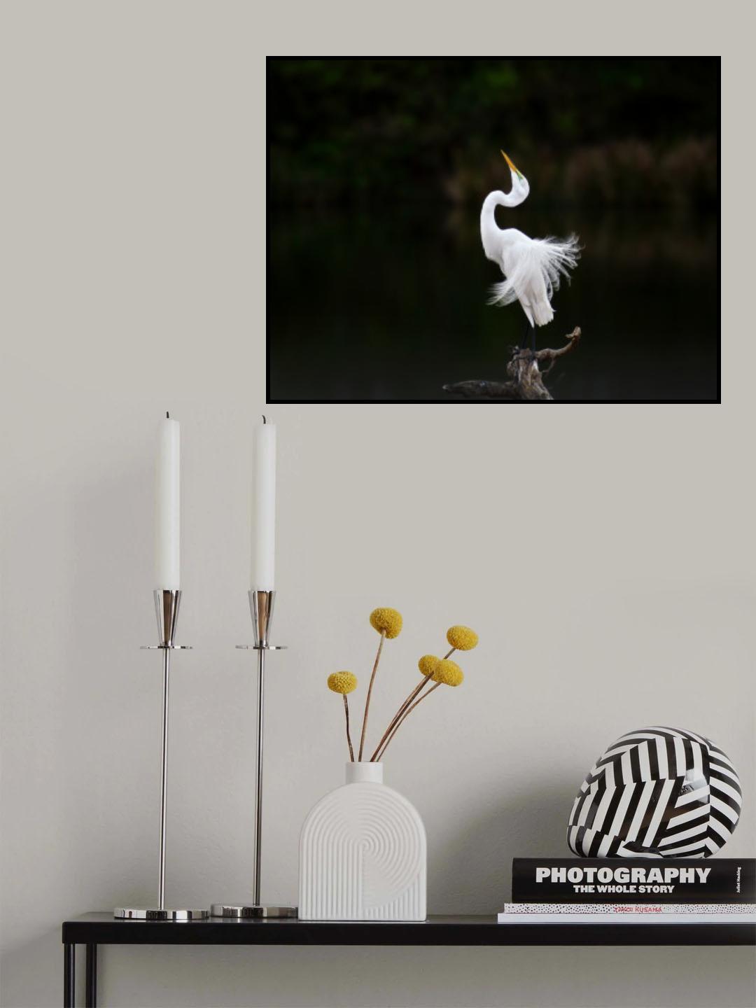 Egret in posing Poster och Canvastavla