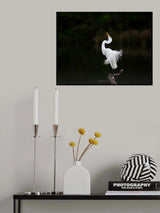 Egret in posing Poster och Canvastavla