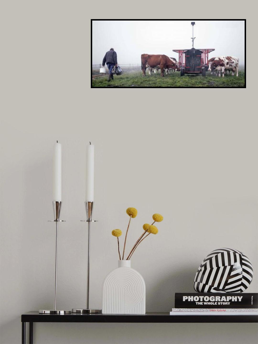 Outdoor milking in November Poster och Canvastavla