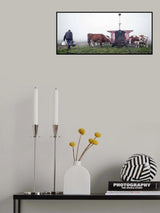 Outdoor milking in November Poster och Canvastavla