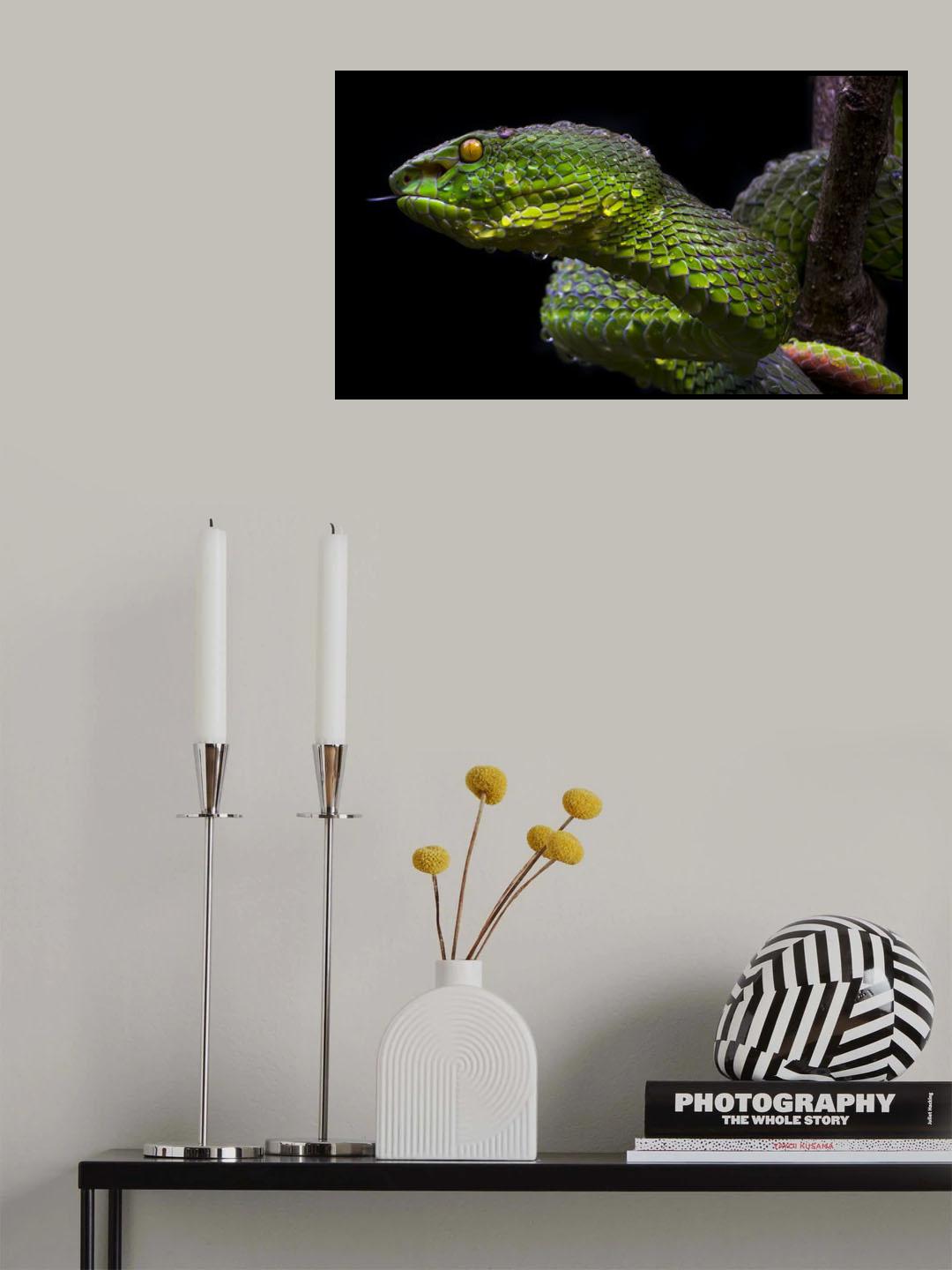 Green Viper Poster och Canvastavla