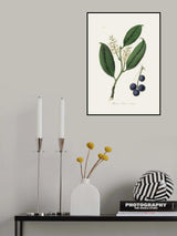 Cherry Laurel (prunus Laurocerasus) Medical Botany Poster och Canvastavla