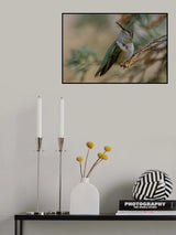 Broad-tailed Hummingbird Poster och Canvastavla