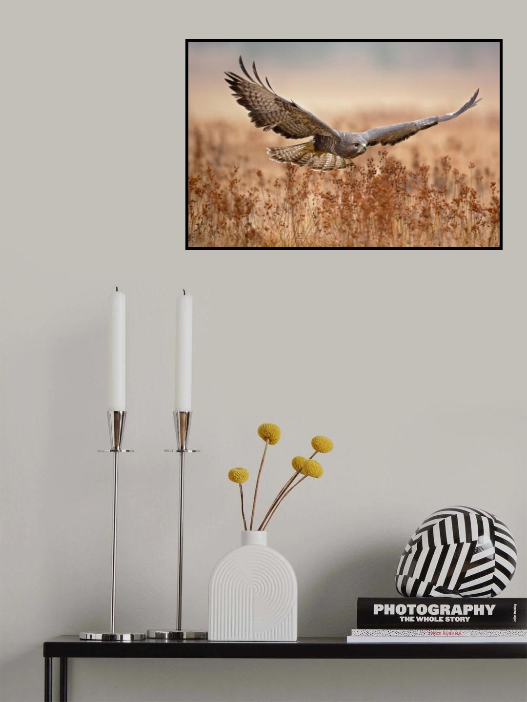 Common Buzzard Poster och Canvastavla