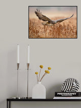 Common Buzzard Poster och Canvastavla