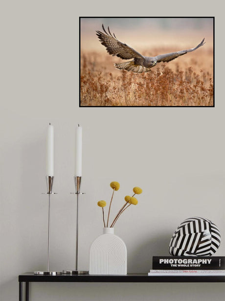 Common Buzzard Poster och Canvastavla