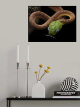 Boiga cyan baby Poster och Canvastavla