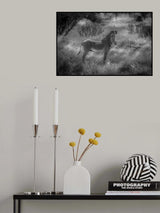 The endangered Grevy Zebra Poster och Canvastavla