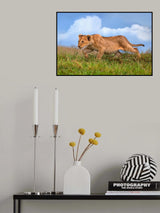 Lion cub on the prowl Poster och Canvastavla