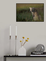 African Leopard ... Poster och Canvastavla