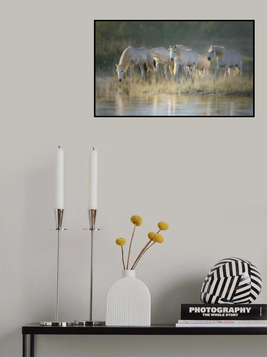 Camargue horses Poster och Canvastavla