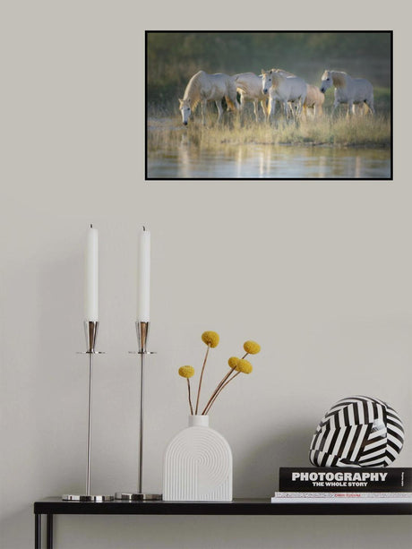 Camargue horses Poster och Canvastavla