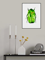 Green June beetle or Cotinis nitida Poster och Canvastavla