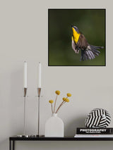 Yellow-breasted Chat Poster och Canvastavla