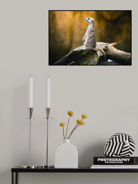 Timon Poster och Canvastavla