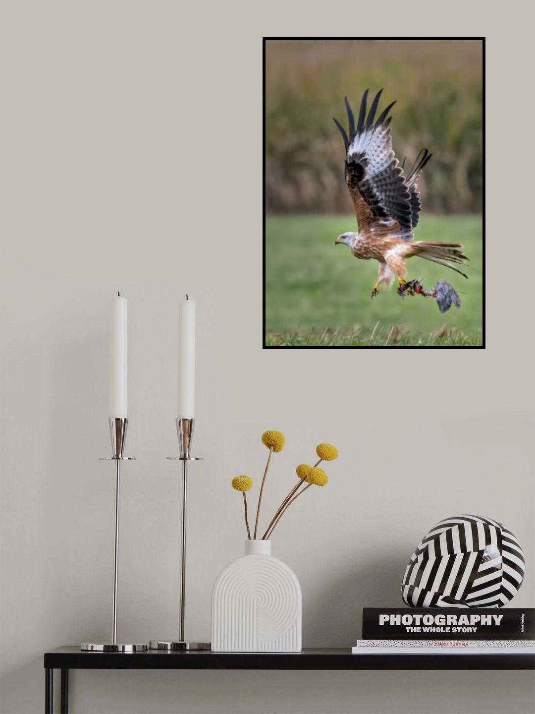 Red kite Poster och Canvastavla