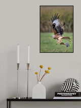 Red kite Poster och Canvastavla