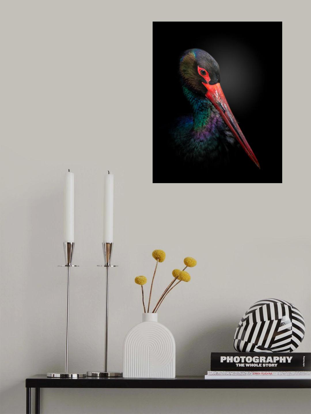 The Black Stork Poster och Canvastavla