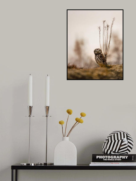 Screech owl in the morning Poster och Canvastavla