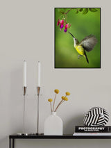 Pijantung Sunbird Poster och Canvastavla