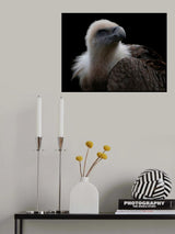 Gyps Fulvus - Griffon Vulture Poster och Canvastavla