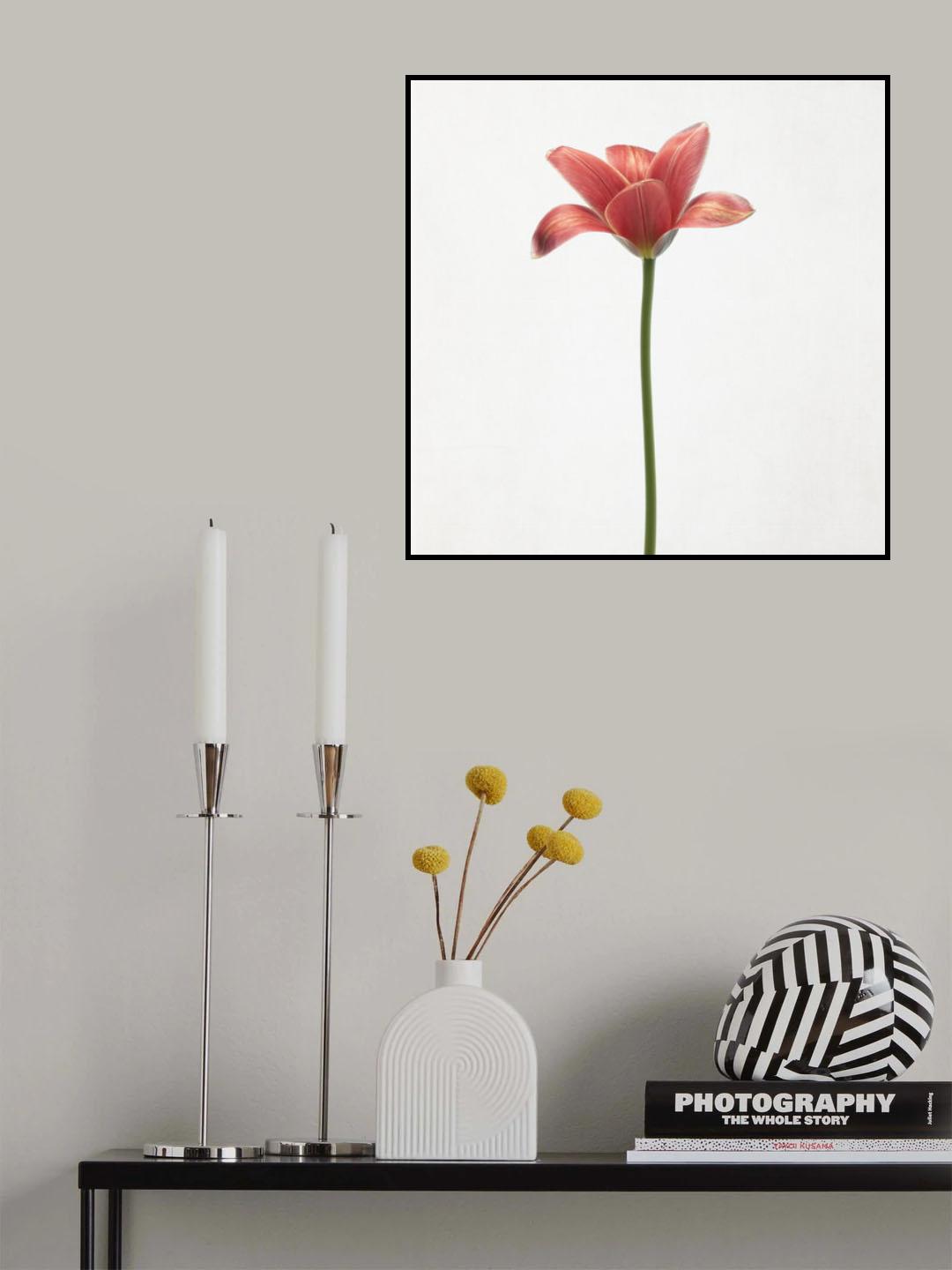 Long stemmed tulip Poster och Canvastavla