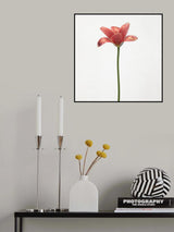 Long stemmed tulip Poster och Canvastavla