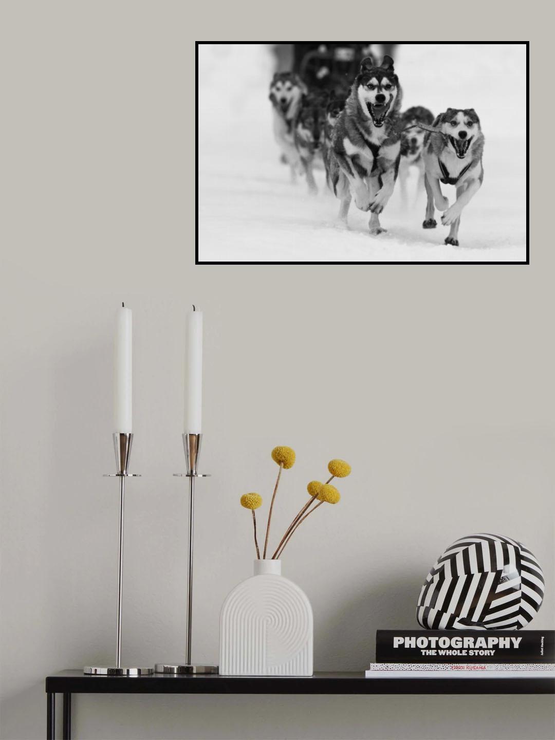 Sleddog fun Poster och Canvastavla
