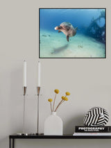 Dolphin Poster och Canvastavla