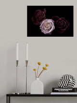 Roses Poster och Canvastavla