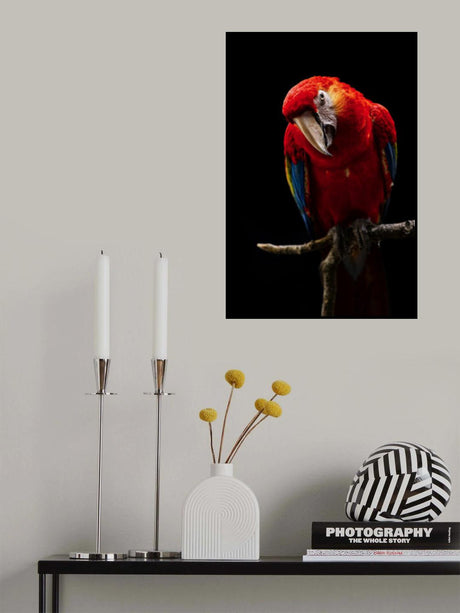 Portrait of Scarlet Macaw Poster och Canvastavla