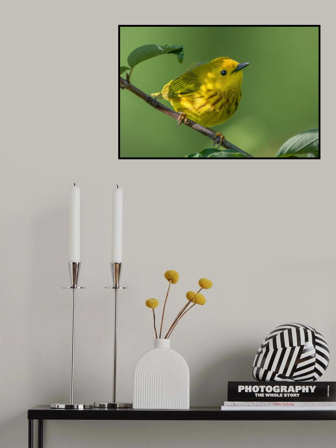Yellow warbler Poster och Canvastavla
