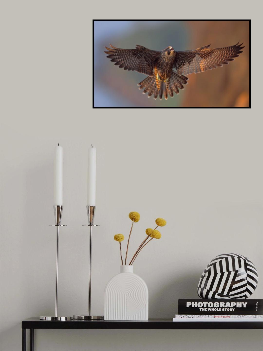 Peregrine Falcon Poster och Canvastavla
