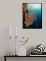 Gorgonia and a diver Poster och Canvastavla