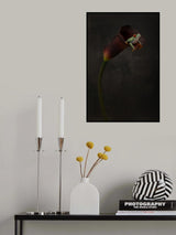 Portrait of a Red Eyed Tree Frog Poster och Canvastavla