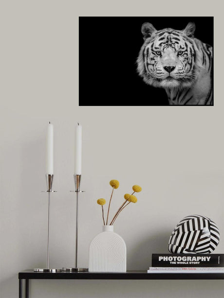 Bengal White Tiger Poster och Canvastavla