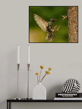 The Common Starling, Sturnus vulgaris Poster och Canvastavla