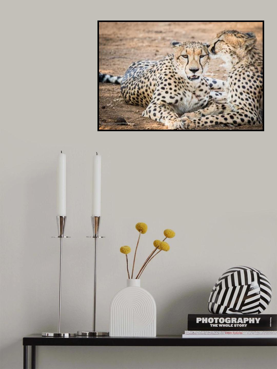 Cheetah love Poster och Canvastavla