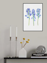 Spanish bluebell or Hyacinthoides hispanica botanical illustration Poster och Canvastavla