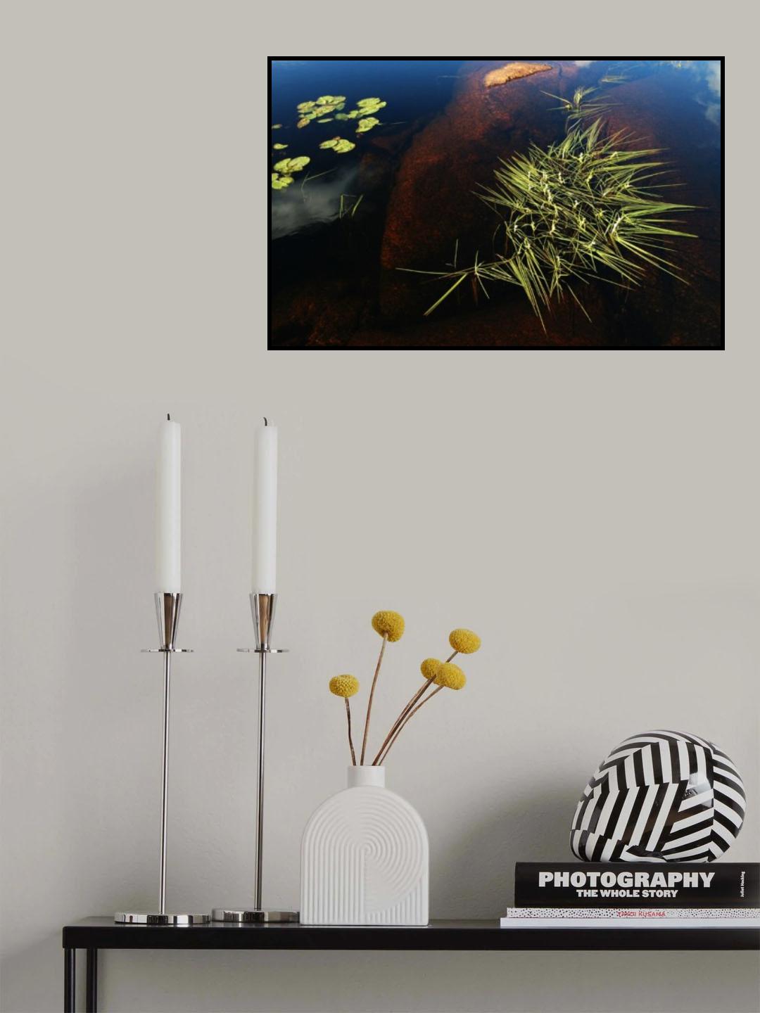 Water grass Poster och Canvastavla