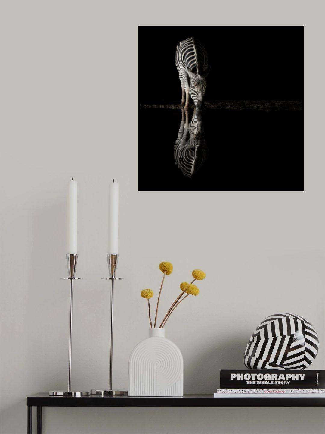 Drinking Zebra Poster och Canvastavla