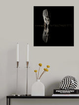 Drinking Zebra Poster och Canvastavla