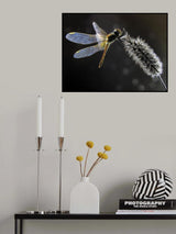 Dragonfly Poster och Canvastavla