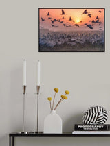 "Cranes at sunrise" series Poster och Canvastavla