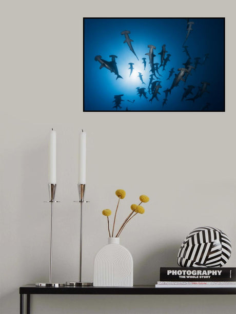 Hammerhead Shark - Underwater Photography Poster och Canvastavla