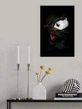 The Shy Puffin Poster och Canvastavla
