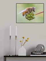 Eristalis Arbustorum (Male) Poster och Canvastavla
