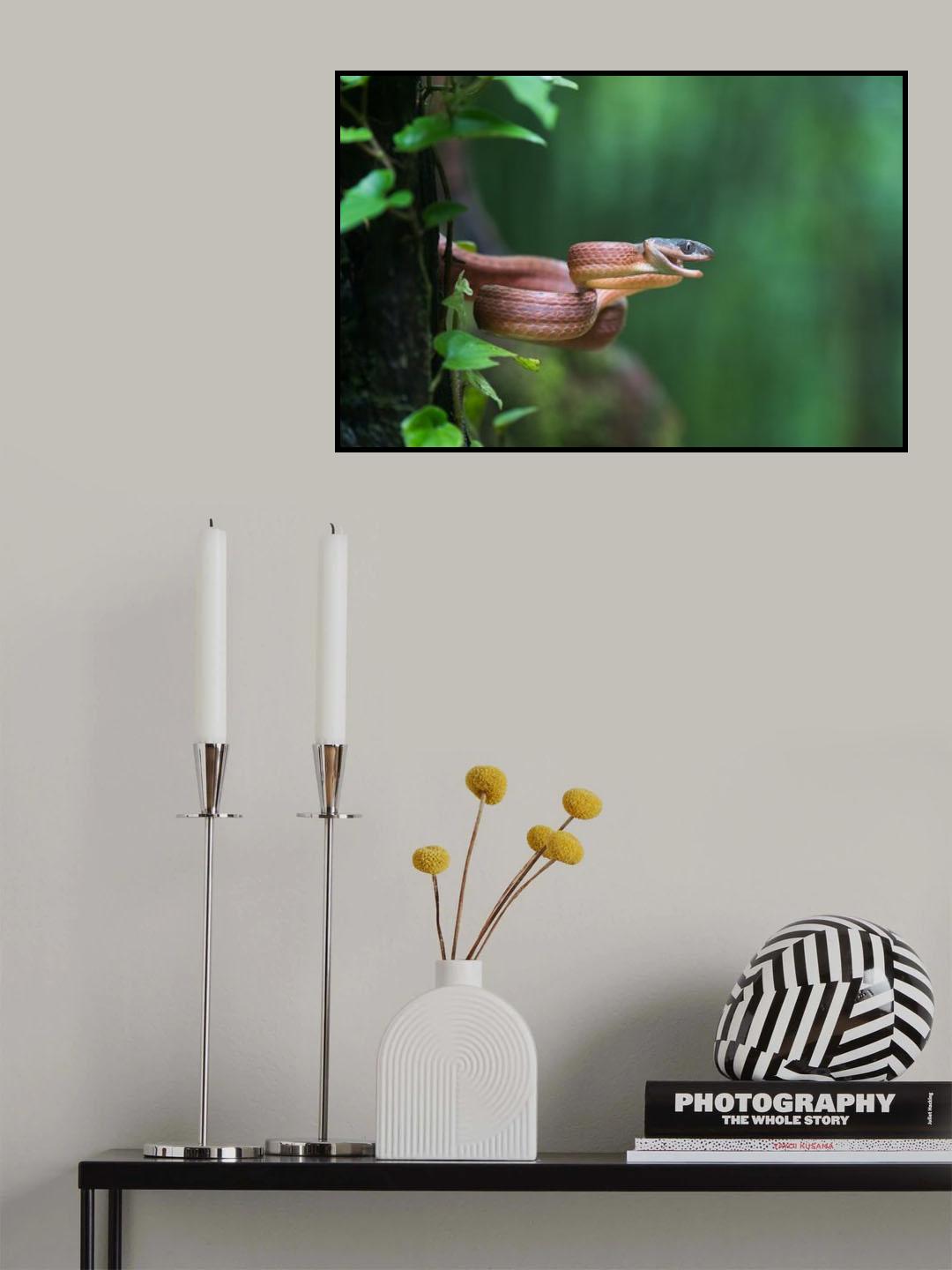 Boiga nigriceps Poster och Canvastavla