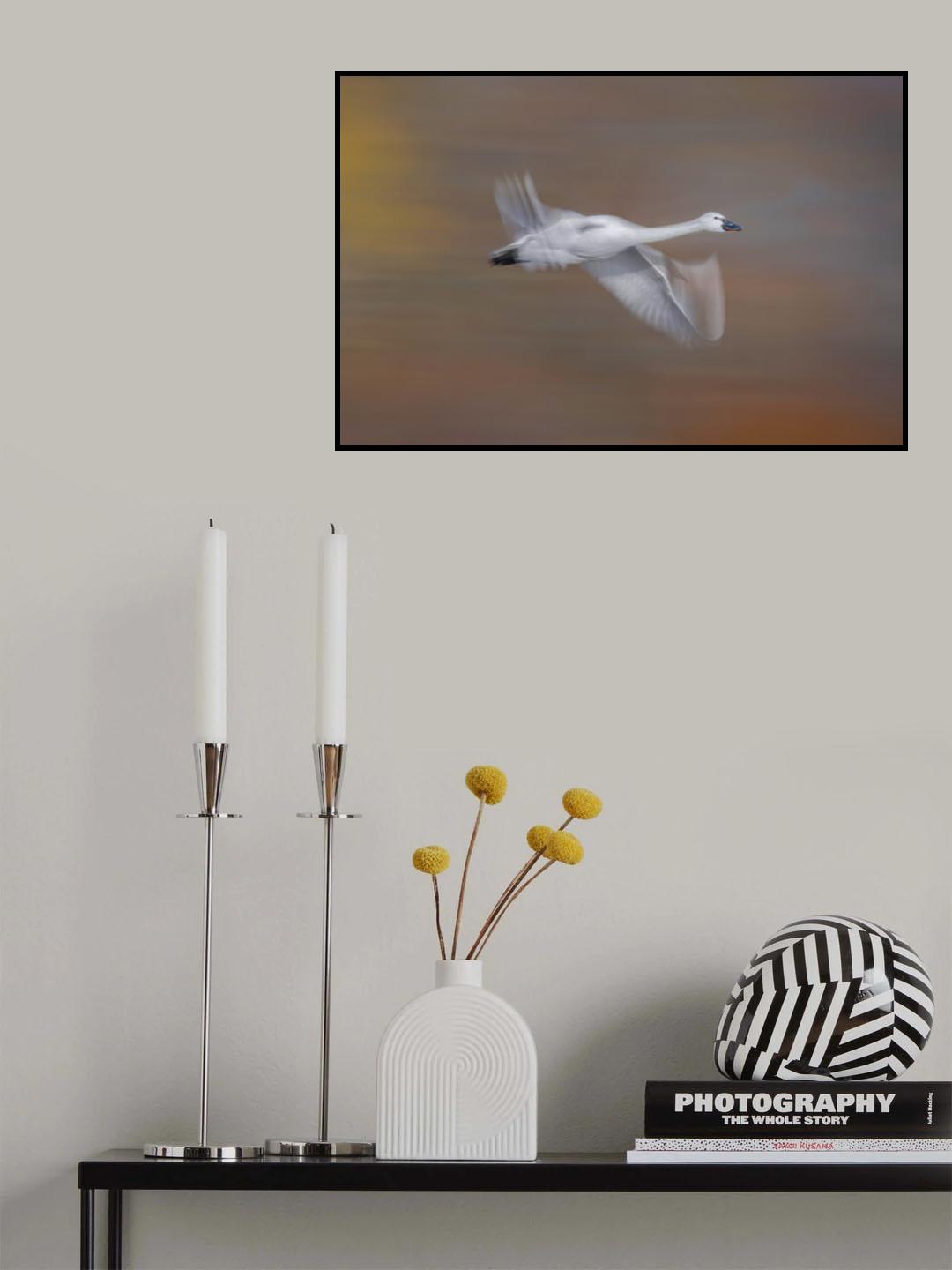 Tundra swan Poster och Canvastavla